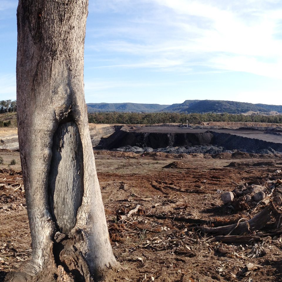 Scar-Tree-Aboriginal wysiwyg3d 3d laser scanning First Nations Scar Tree