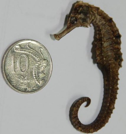 3d scanning jewellery seahorse jewellery