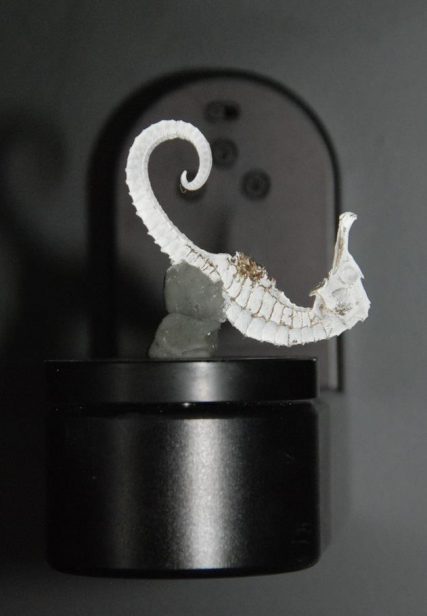 3d scanning jewellery seahorse jewellery