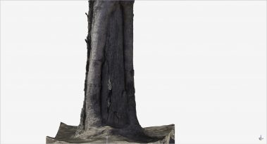 wysiwyg3d 3d laser scanning First Nations Scar Tree 3d cad model